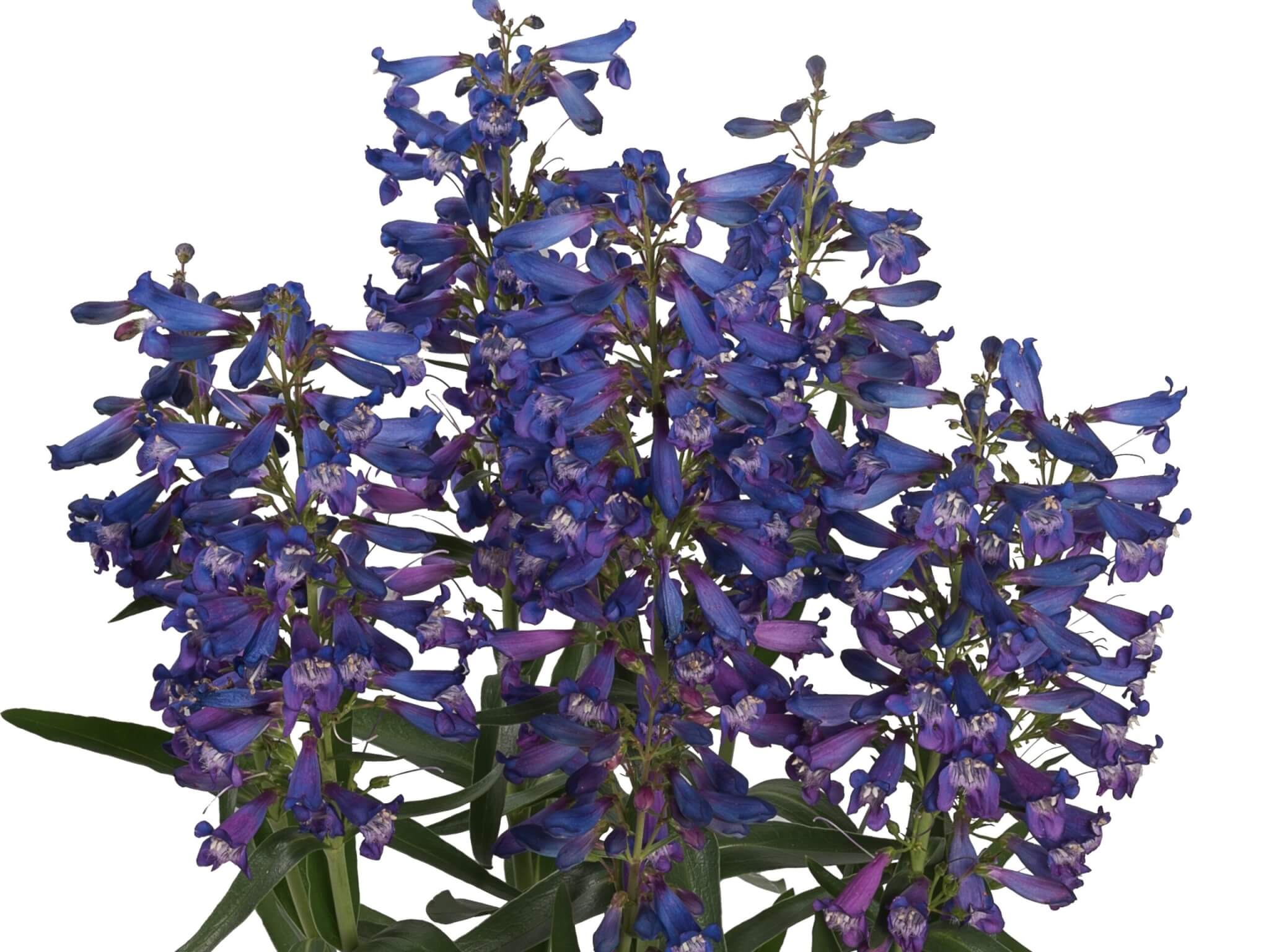 Penstemon, Pristine Blue