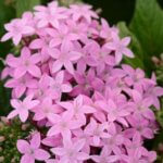 Pentas, Lucky Star Lavender