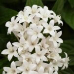 Pentas. Lucky Star White