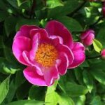Peony, Anemone Pink