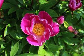 Peony, Anemone Pink