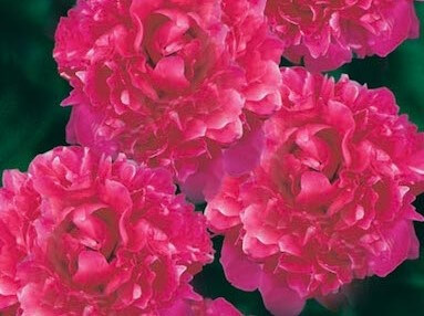 Peony, Edulus Superba