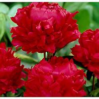 Peony, Red Magic