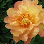 Peony, Itoh Singing  in the Rain