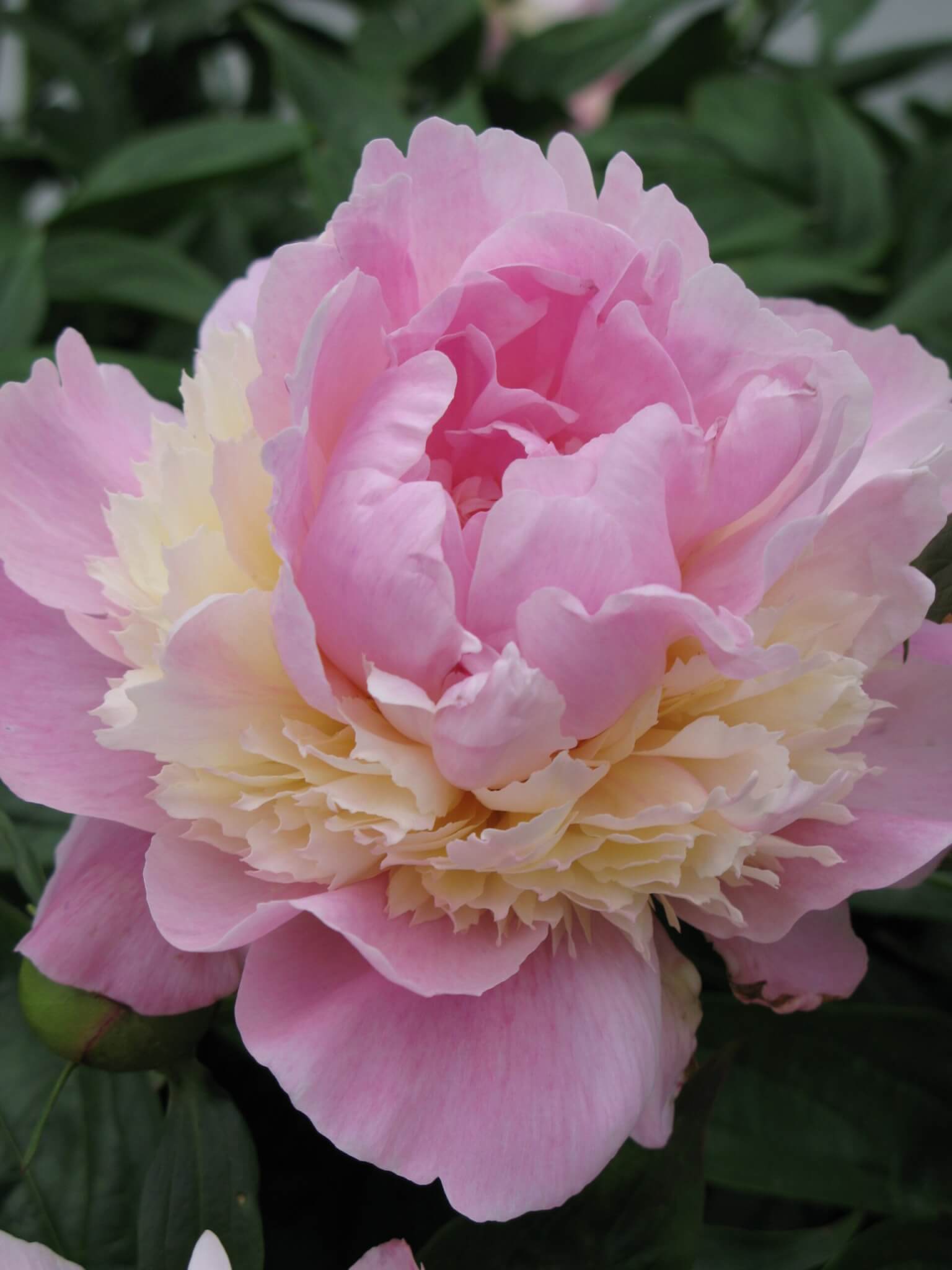 Peony, Sorbet