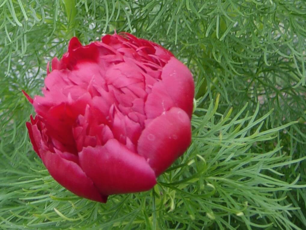 Peony, Fernleaf