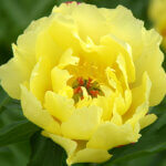 Peony, Itoh Sequestered Sunshine