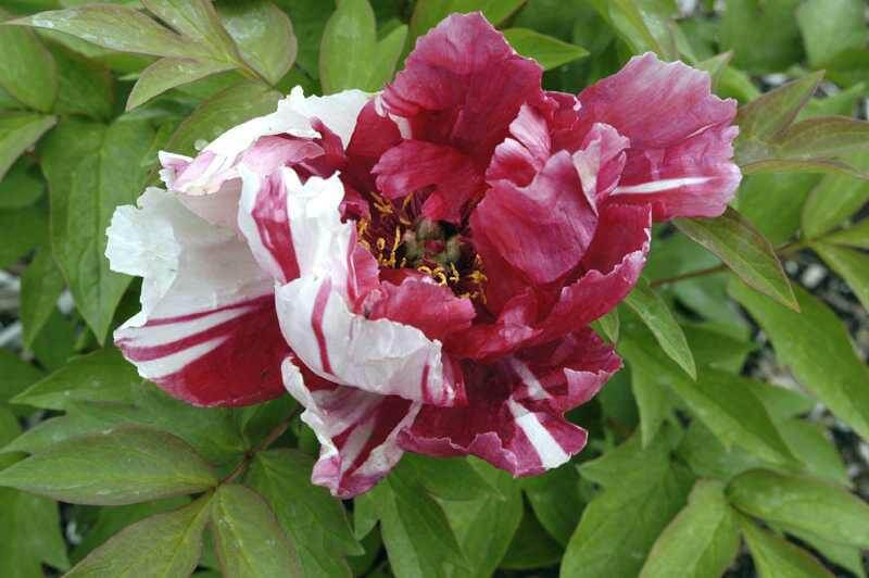 Peony, Tree Shimanishiki Red/White