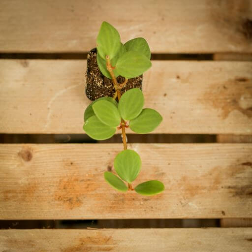 Peperomia, Hope