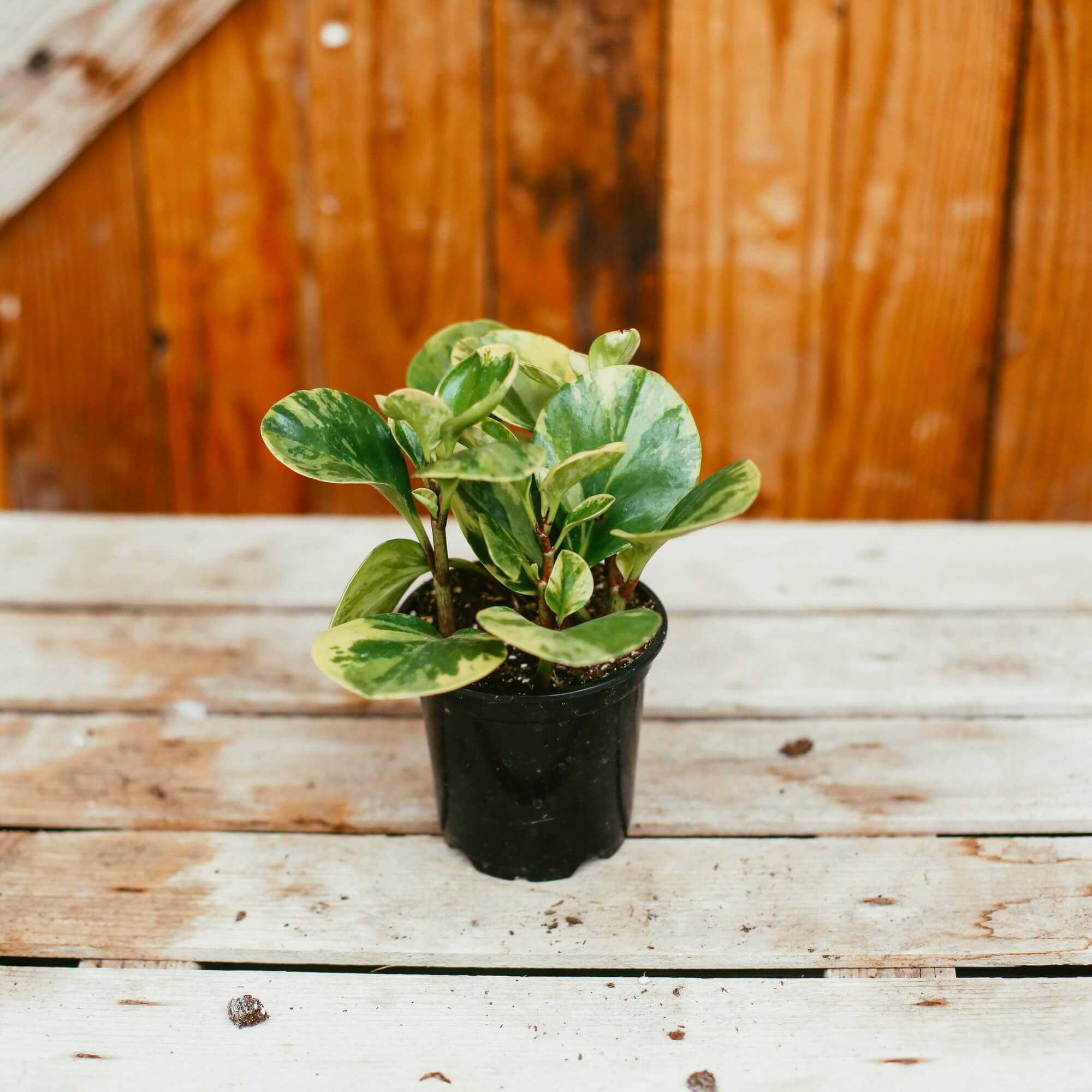 Peperomia, Marble