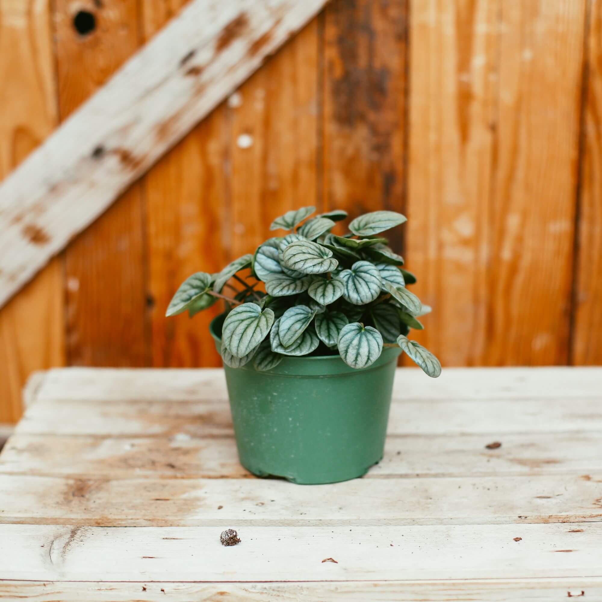 Peperomia, Silver Ripple