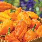 Pepper, Pepperoncini Orange