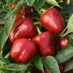 Pepper, Snackabelle Red