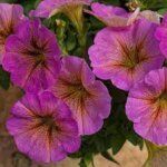 Petchoa Supercal Sunray Pink