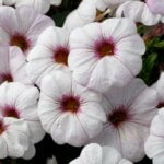 Petchoa, Supercal Snowberry White