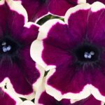 Petunia, Crazytunia French Kiss