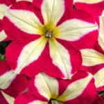 Petunia, Crazytunia Frisky Red