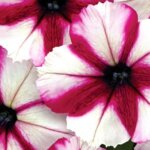 Petunia, Crazytunia Iced Berry