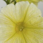 Petunia, Sanguna Patio Yellow