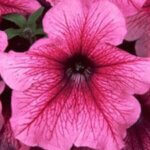 Petunia, Daddy Pink