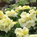 Petunia, Origami White