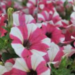 Petunia, Peppy Cerise