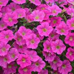 Petunia, Sweetunia Hot Pink Lemonade