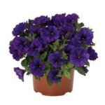 Petunia, Potunia Cobalt Blue