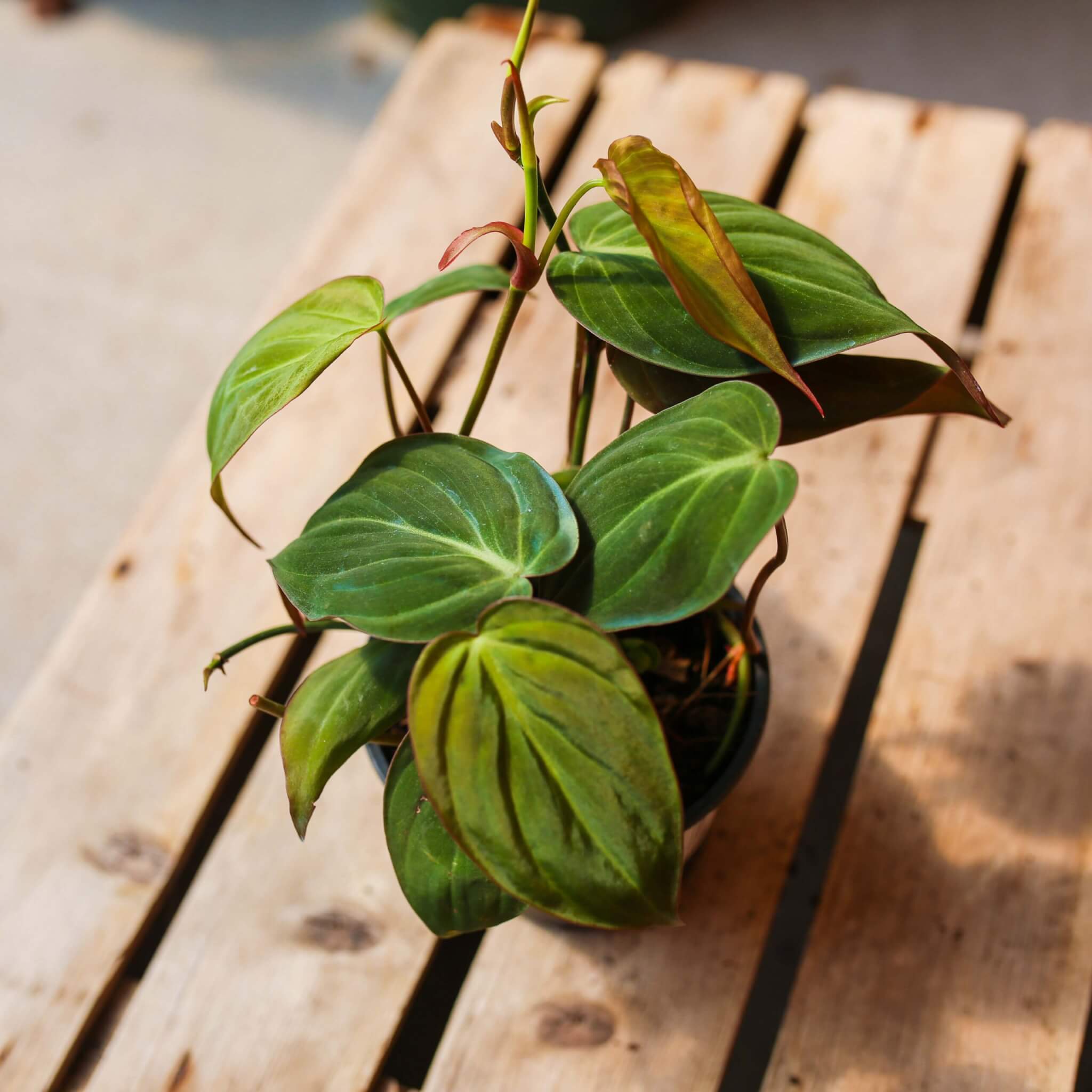 Philodendron, Micans