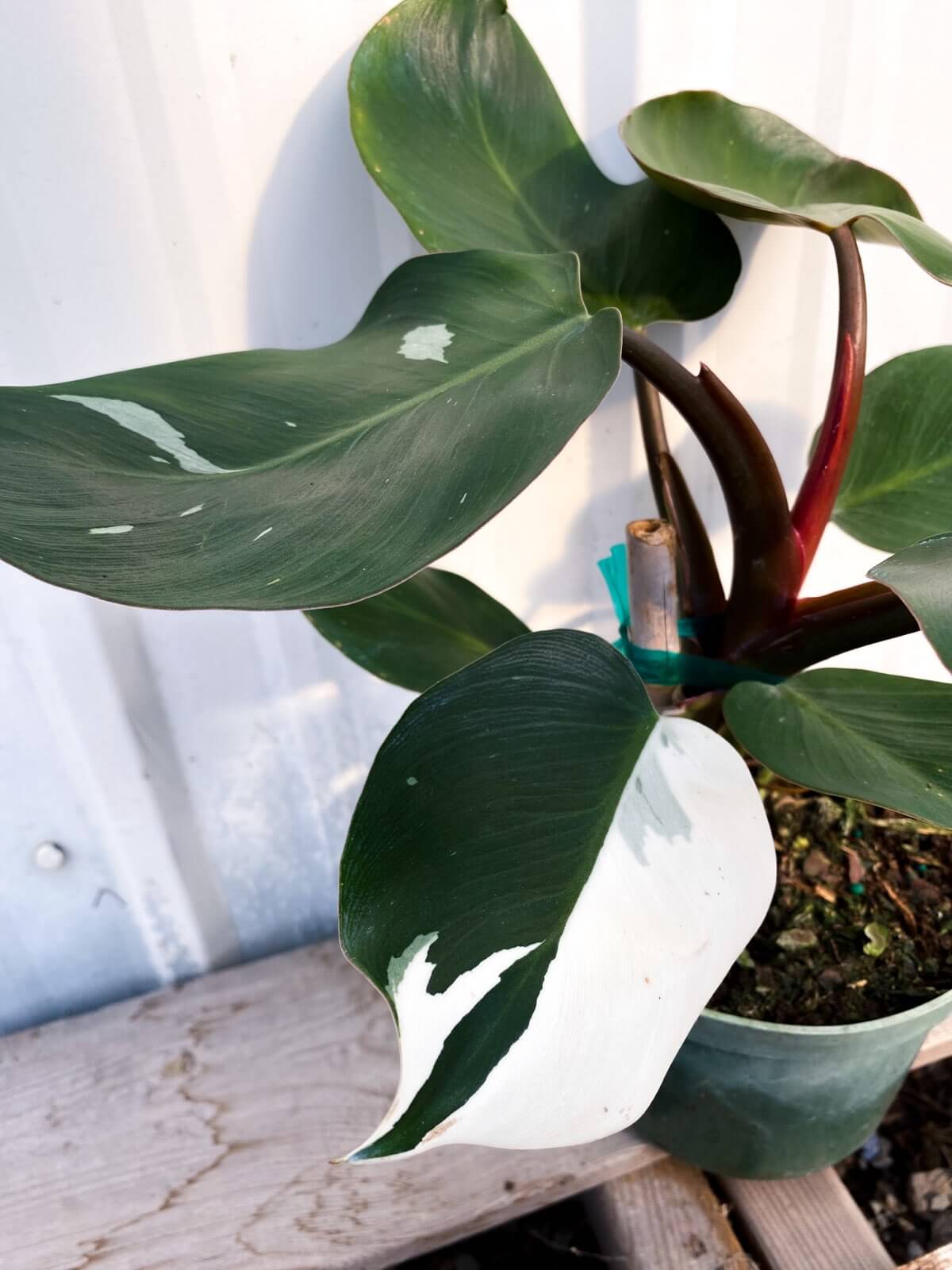 Philodendron, White Knight