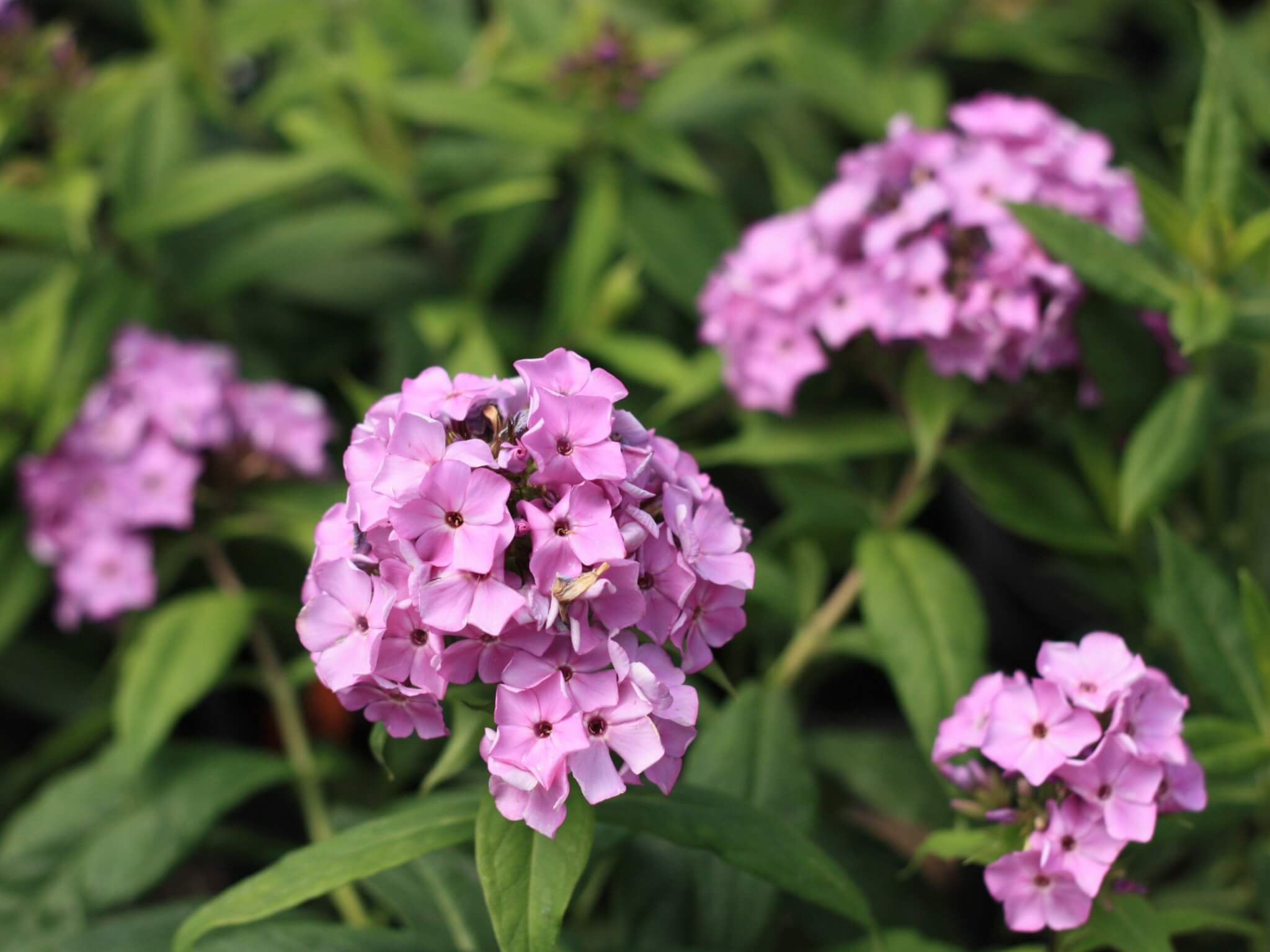 Phlox, Flame Violet