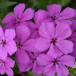 Phlox, Gisele Light Violet