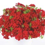 Phlox, Phloxstar Red