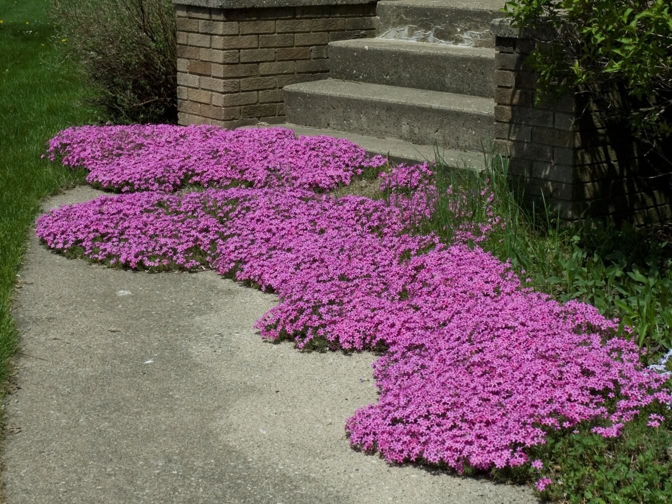 Phlox, Creeping Red Wing