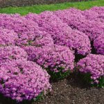Phlox, Forever Pink