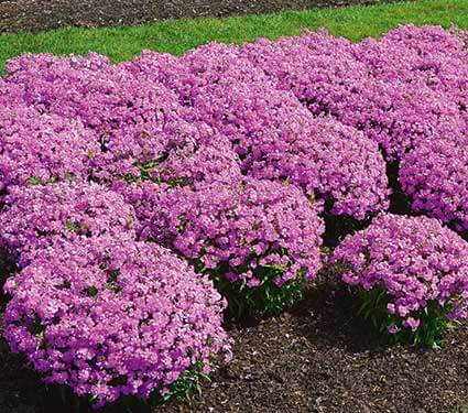 Phlox, Forever Pink