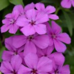 Phlox, Gisele Purple