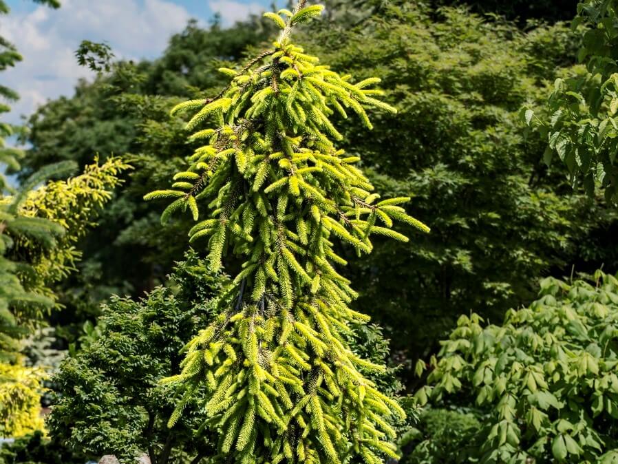 Spruce, Norway Gold Drift