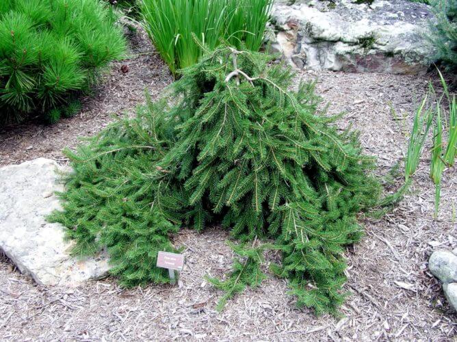 Spruce, Norway Formanek