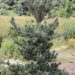 Pine, Japanese White Dwarf
