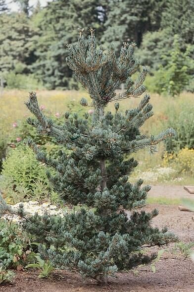 Pine, Japanese White Dwarf