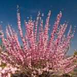 Almond, Flowering Pink