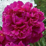 Peony, Pink Pompadour