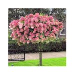 Hydrangea, Panicle Pinky Winky