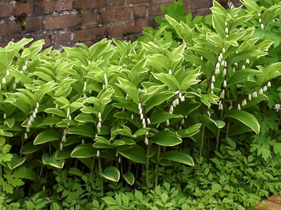 Solomon's Seal, Variegated