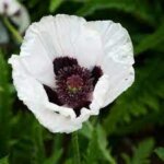 Poppy, Oriental Royal Wedding