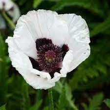 Poppy, Oriental Royal Wedding