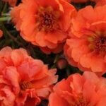 Portulaca,  Sundial Tangerine