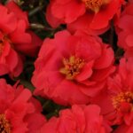 Portulaca, Happy Trails Deep Red