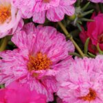 Portulaca, Happy Trails Peppermint